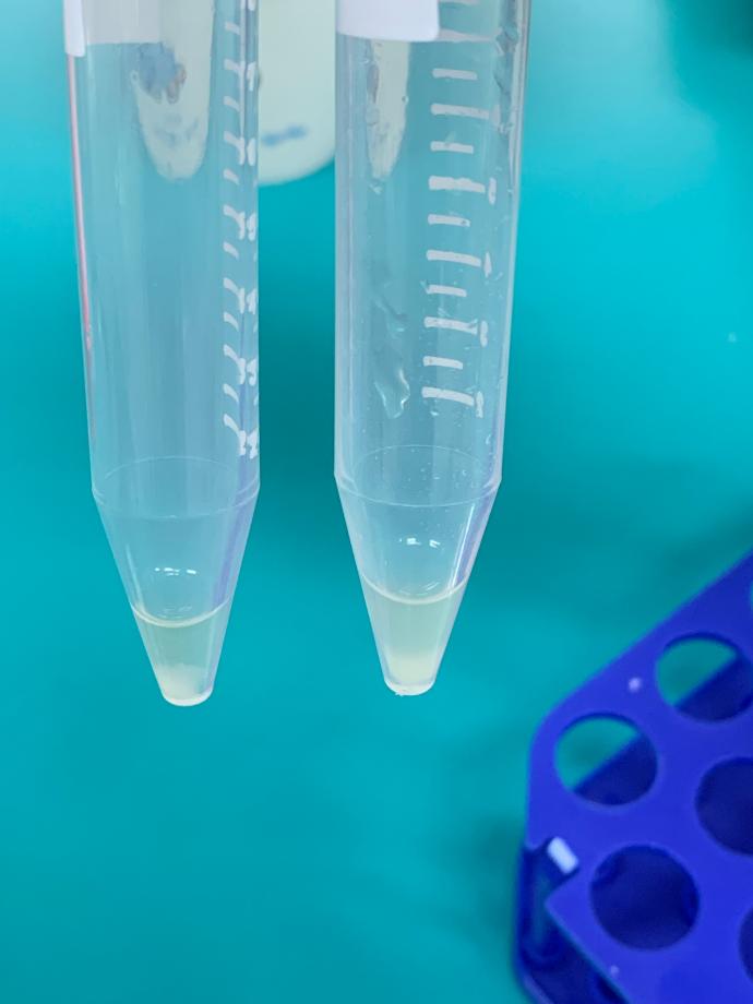 조별요침사검경